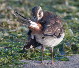 Lapwing - Vibe - Vanellus vanellus