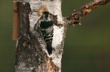 Lesser Spotted Woodpecker - Lille Flagspætte - Dendrocopos minor