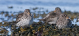 Purple Sandpiper - Sortgr Ryle - Calidris maritima