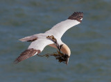 Gannet - Sule - Morus bassanus