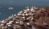 Gannet - Sule - Morus bassanus