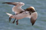 Gannet - Sule - Morus bassanus