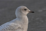 Iceland Gull - Hvidvinget Mge - Larus laucoides