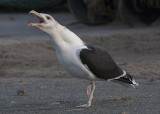 Great Black-backed Gull - Svartbag . Larus marinus