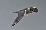 Arctic Tern- Havterne - Sterna paradisea