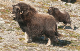 Moskus