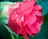 February Bloom