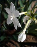 Spring Flowers