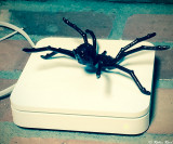 Accessing the Web