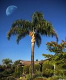 Mid Day Moon