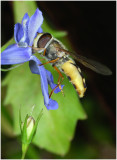 Hoverfly on Lobelia