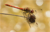 Common Darter