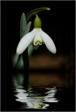 Lonely Snowdrop