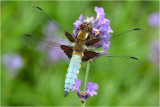 Broad-Bodied Chaser 