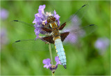 Broad-Bodied Chaser 