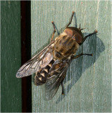 Dark Giant Horsefly (Tabanus sudeticus)