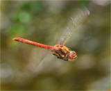 Common Darter in Flight 