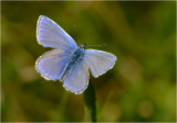 Common Blue male