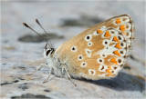 Brown Argus