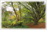 The Arboretum, Dyffryn Gardens