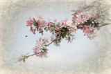 Cherry Blossom (version 2)