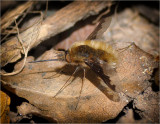Large Bee Fly