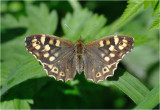 Speckled Wood