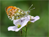 Orange-tip (Anthocharis cardamines)