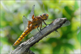 Broad-Bodied Chaser (female)