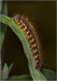 Drinker Moth Caterpillar