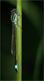 Blue-Tailed Damselfly (male)