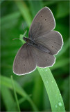 Ringlet