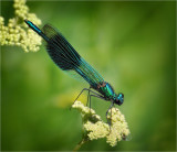 Banded Demoiselle