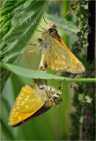 Skippers doing the 'Double Dutch'?