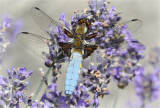 Broad-Bodied Chaser (male)