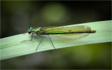 Banded Demoiselle (female)