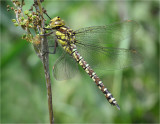 Southern Hawker (female)