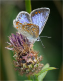 Common Blue (female)