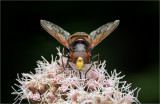 Hornet Mimic Hoverfly