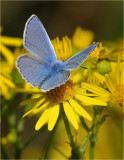 Common Blue (male)