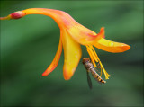 Hoverfly on Montbretia