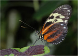 Tiger Longwing butterfly (Heliconius hecale)