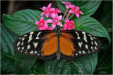 Tiger Longwing butterfly (Heliconius hecale)