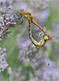 Common Darters