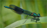 Banded Demoiselle