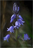 Bluebell