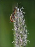Hoverfly on Meadow Foxtail