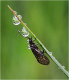 Alder Fly sheltering from the rain.