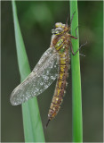 Hairy Dragonfly. Brachytron pratense