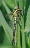 Hairy Dragonfly. Brachytron pratense